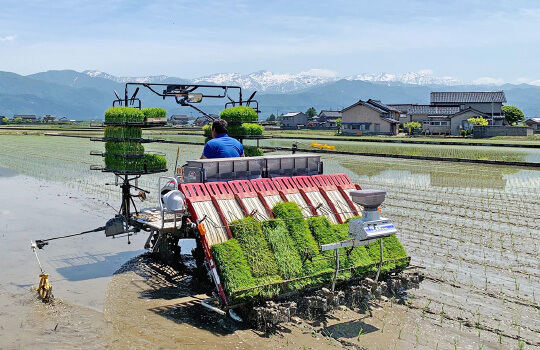 田植えの様子