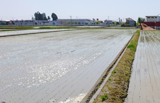 田植え後のたんぼ