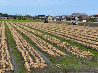 新玉ねぎ